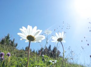 d84740fe17a00f5e31e6f42349fbcf06_m