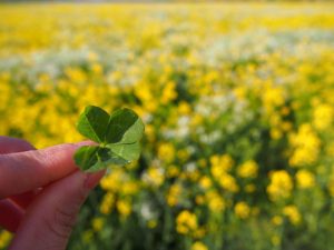 クローバー 菜の花畑